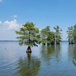 Reelfoot Lake State Park RV South Campground