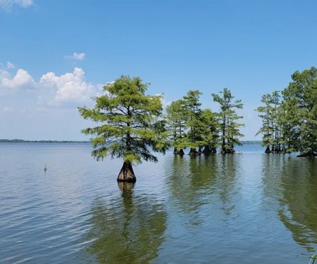 Reelfoot Lake State Park RV South Campground