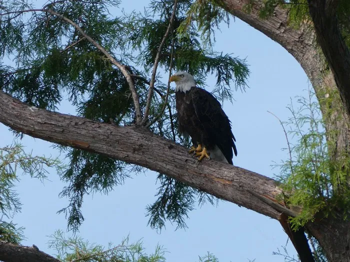 Reelfoot Lake State Park RV South Campground 5