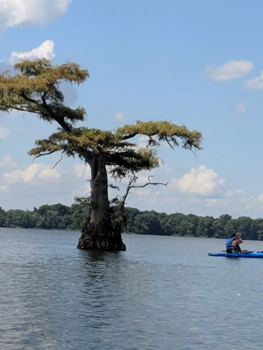 Reelfoot State Park Campground 4
