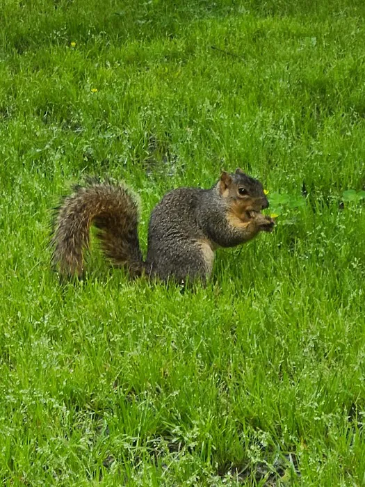 Reelfoot State Park Campground 5