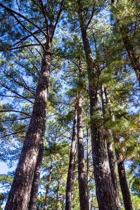 North Abutment Campground 9