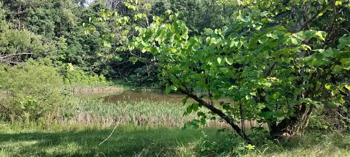 Goose Dam Campground 4