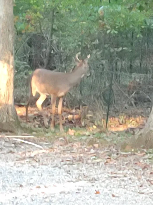 Cedar Cove Campground 9