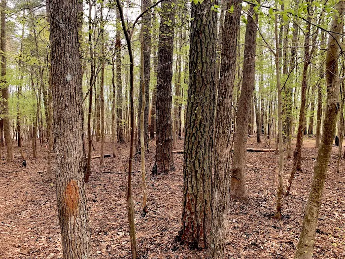 Holly Point Campground State Recreation Area 9