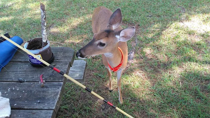 Whites Creek Lake Campground 9