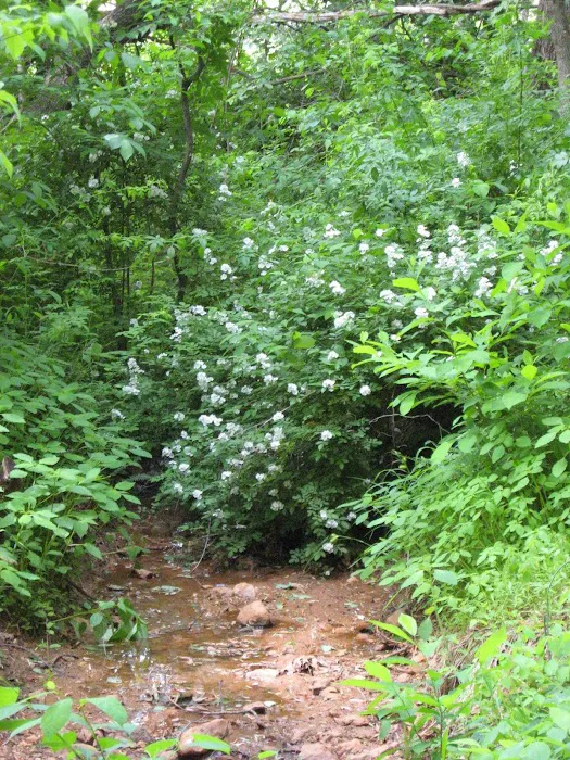 Smith Mountain Campground 9