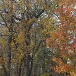 Windemere Mobile Home Park