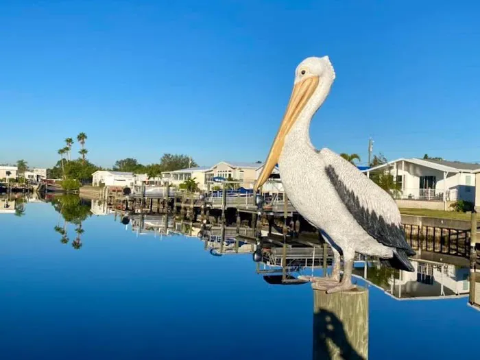 Americana Cove 2