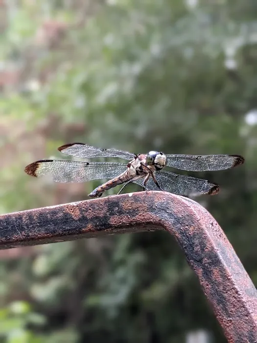Dragonfly Trail 1