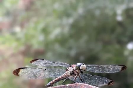 Dragonfly Trail