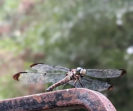 Dragonfly Trail