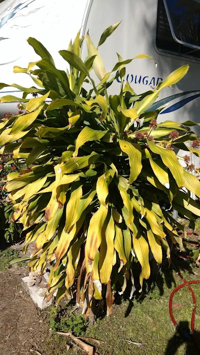 Holiday Palms RV Park 9