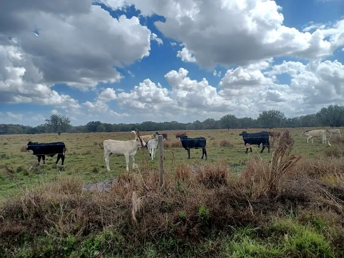 Hickory Hammock Equestrian Campground 8