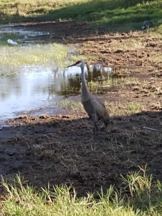 Wickham Park Campground 9