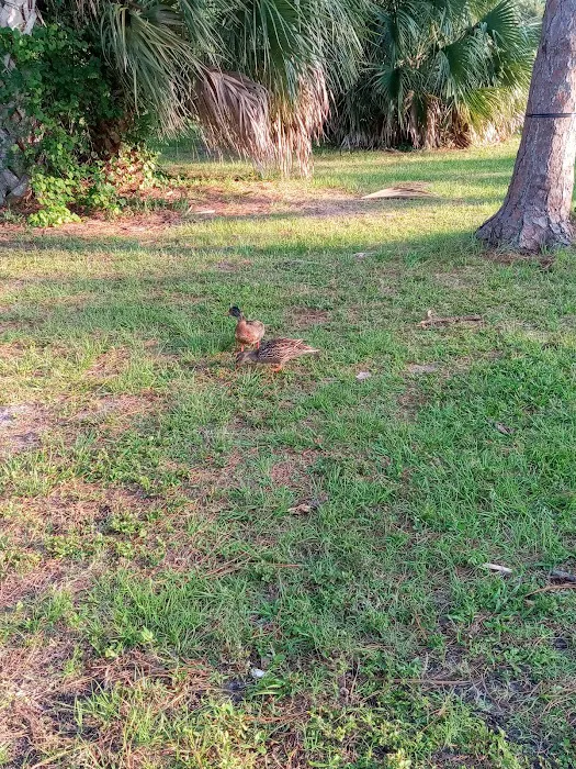 Wickham Park Campground 8