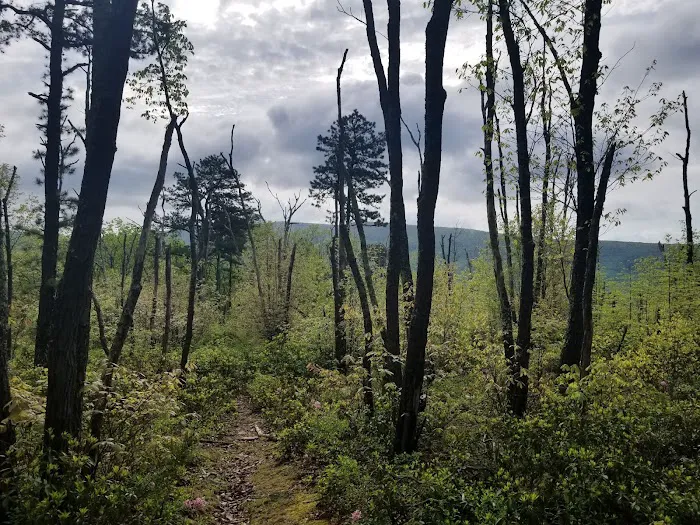 The Pines Campground 1