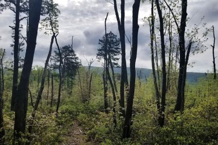 The Pines Campground