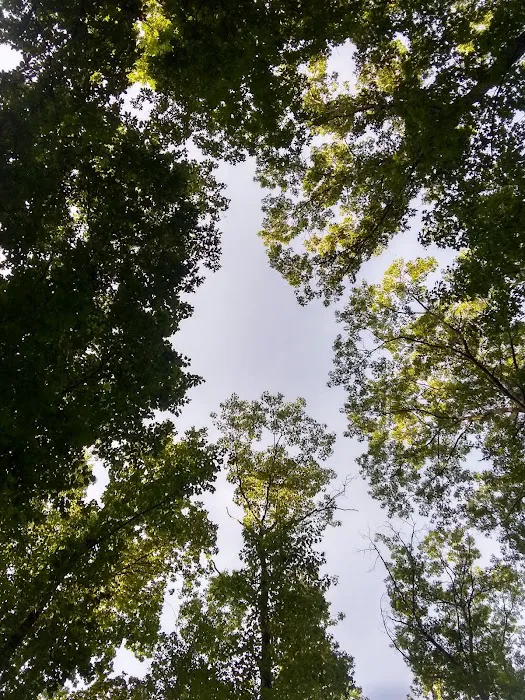 The Pines Campground 4