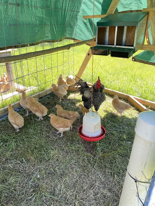 Matthews Creek Farm 5