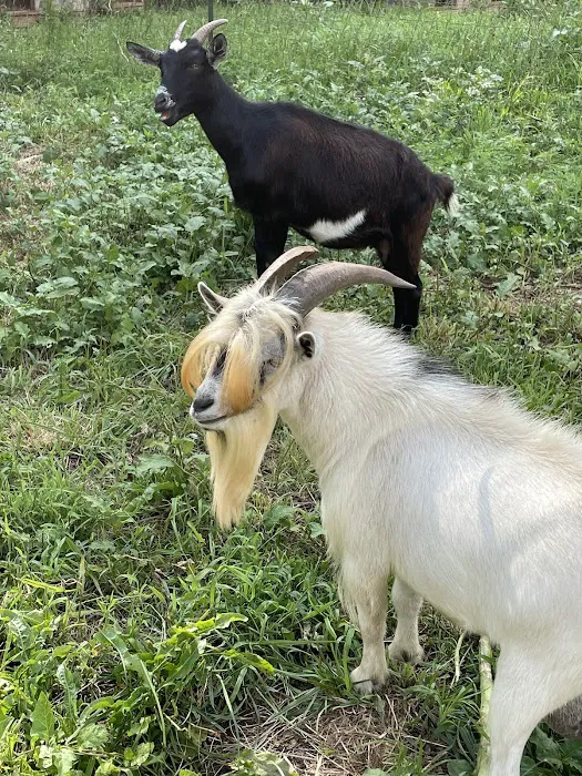 Matthews Creek Farm 6