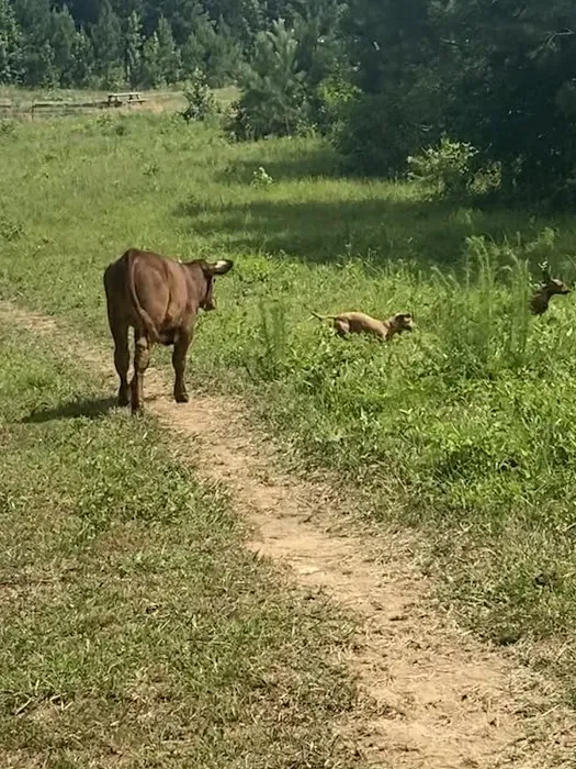 Matthews Creek Farm 4