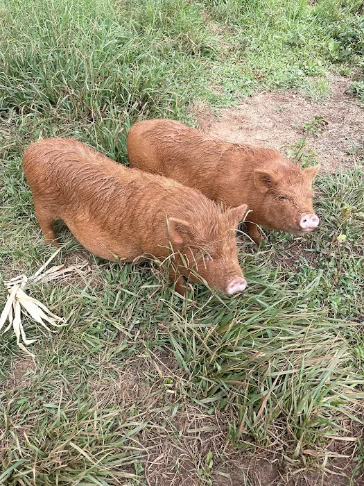 Matthews Creek Farm 9