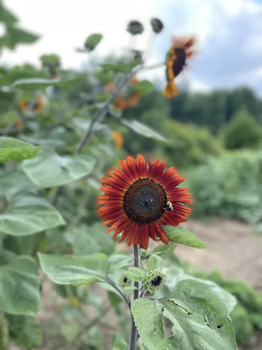Matthews Creek Farm 8