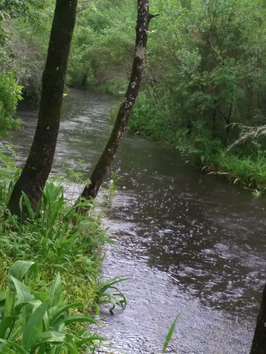 Hawkins Creek Campground 5