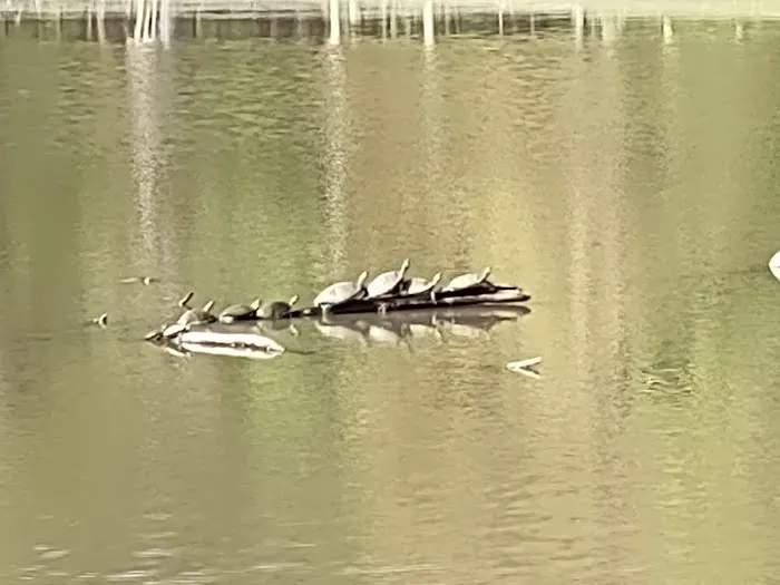 Craighead Forest Park RV/Campground 5