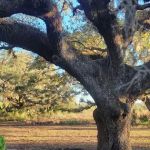 Micco Landing Campsite