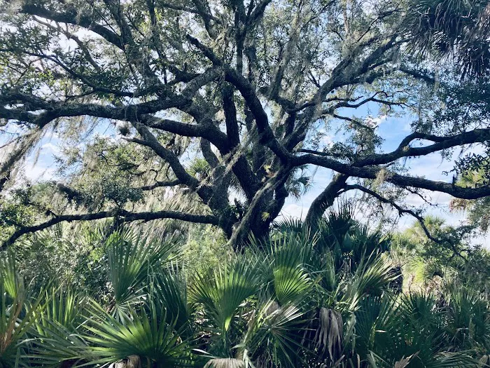 Primitive Campsite 7