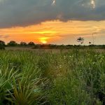 Kissimmee Prairie Preserve Family Campground