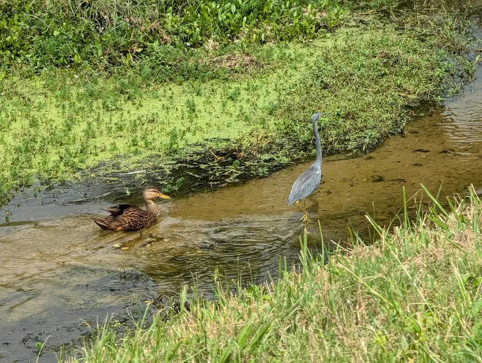 Lakes of Melbourne 9