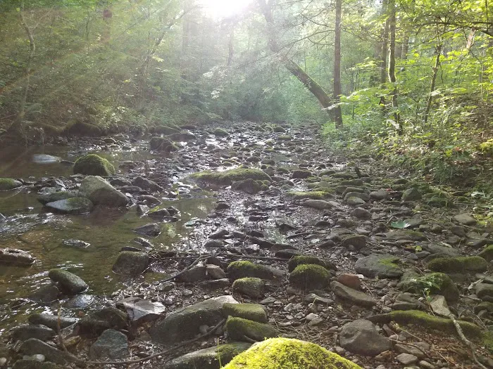 North Creek Campground 8