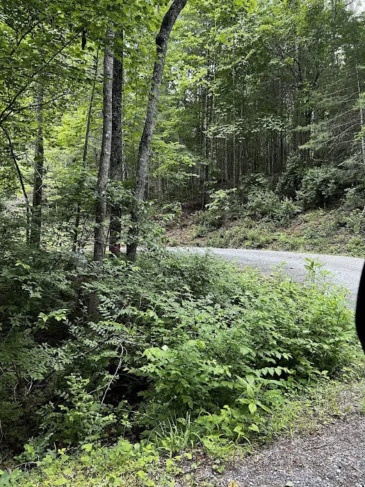 Colon Hollow Shelter Campground 4