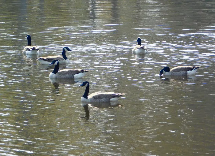 Moonlight Lake RV Park and Cottages 7