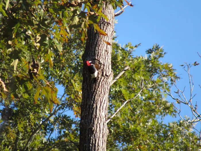 Jennings Ferry Park Campground 7
