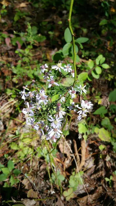 BLUE MEADOW 1