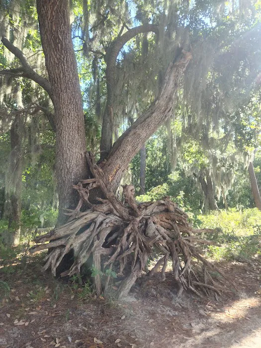 Goose Creek State Park Tent Campground 6
