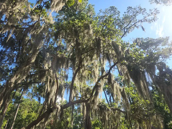 Goose Creek State Park Tent Campground 9