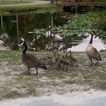 Whispering Pines RV Park & Campground