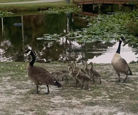 Whispering Pines RV Park & Campground