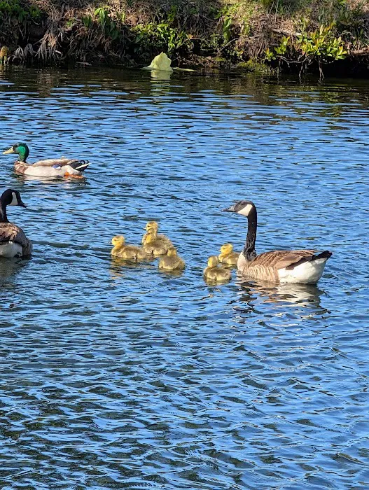 Whispering Pines RV Park & Campground 7