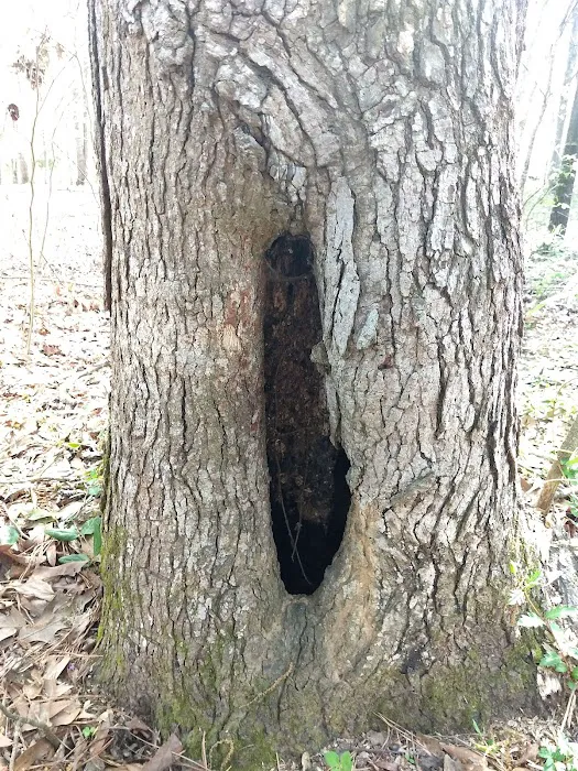 Forkland Campground 10