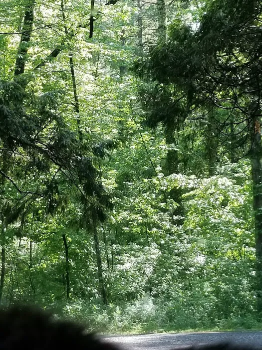 Oronoco Campground 10