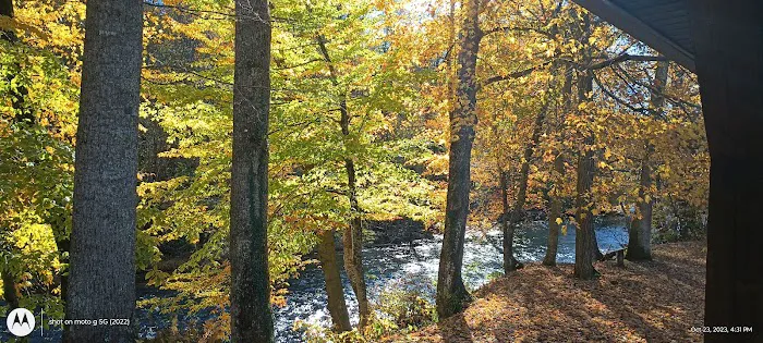 Williams River Road Forest Service Campsite 9