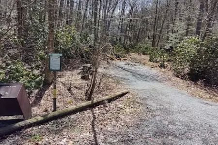 Williams River Campsite 18