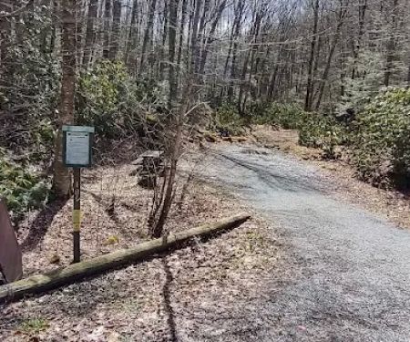 Williams River Campsite 18