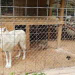 Rainbow Mountain Inc